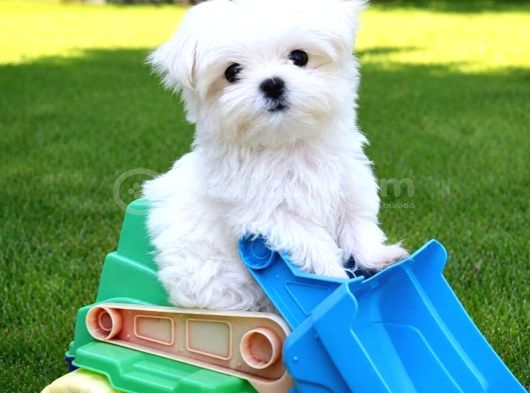 Matese terrier ırkının en özel yavruları