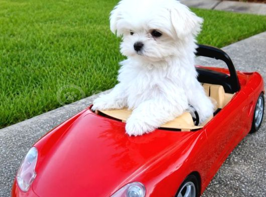 Matese Terrier Irkının En Özel Yavruları görsel