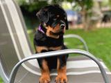 Macar Koca Kafa Secereli Soy Rottweiler Yavrular