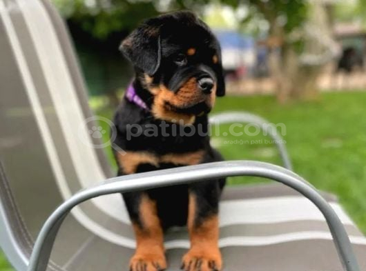 Macar koca kafa secereli soy rottweiler yavrular