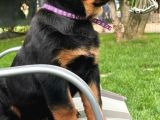 Macar Koca Kafa Secereli Soy Rottweiler Yavrular