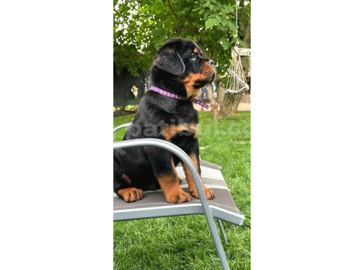 Macar Koca Kafa Secereli Soy Rottweiler Yavrular görsel