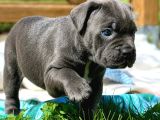 Cane Corso En Kalitelisi Bizde Var