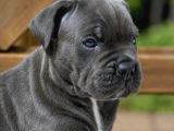 Cane Corso En Kalitelisi Bizde Var