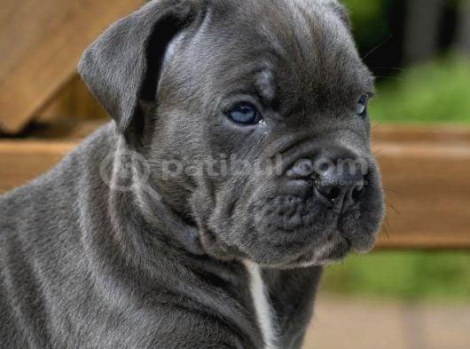 Cane Corso En Kalitelisi Bizde Var görsel