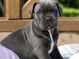Cane corso en kalitelisi bizde var