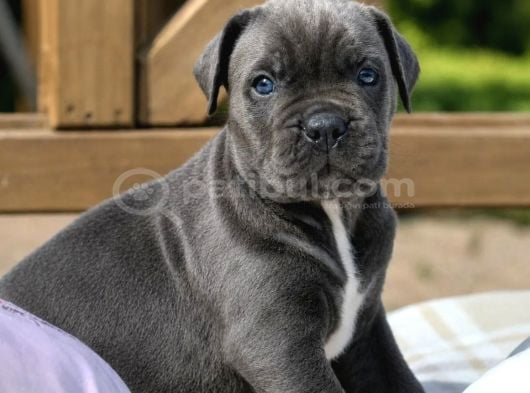 Cane corso en kalitelisi bizde var