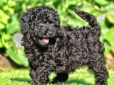 Siyah Toy poodle yavrular