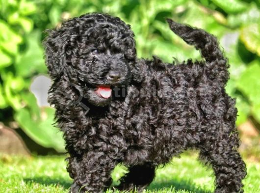 Siyah Toy poodle yavrular