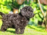Siyah Toy Poodle Yavrular
