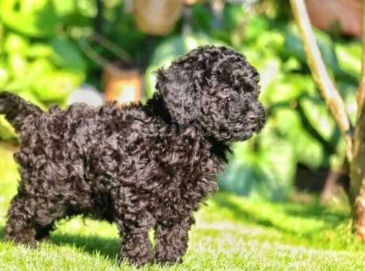 Siyah Toy Poodle Yavrular görsel