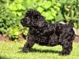Siyah Toy Poodle Yavrular
