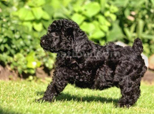 Siyah Toy Poodle Yavrular görsel