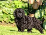 Siyah Toy Poodle Yavrular