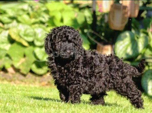 Siyah Toy Poodle Yavrular görsel
