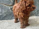 Toy Poodle Irkının En Güzeli Mükemmel Yavrular