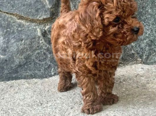 Toy Poodle Irkının En Güzeli Mükemmel Yavrular görsel