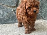 Toy poodle ırkının en güzeli mükemmel yavrular