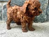 Toy Poodle Irkının En Güzeli Mükemmel Yavrular