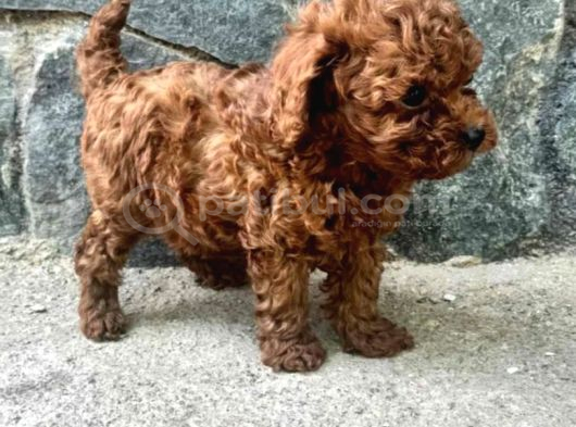 Toy Poodle Irkının En Güzeli Mükemmel Yavrular görsel