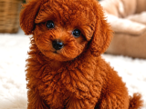 Türkiyenin en güzel bizde core toy poodle