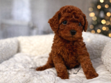 Ruhsatlı Çiftlikten Özel Toy Poodle Yavruları