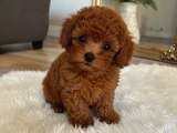 Evi̇ni̇ze Neşe Geti̇recek Toy Poodle