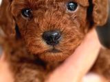 Türkiyenin En Büyük Toy Poodle Çiftliğinden Yavrular