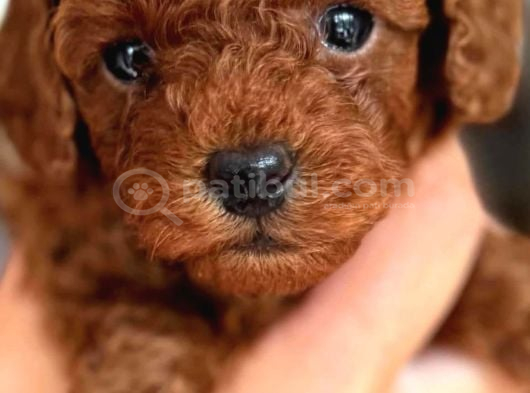 Türkiyenin En Büyük Toy Poodle Çiftliğinden Yavrular görsel