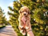 Sevimli Maltipoo Yavrusu  Yeni Yuvasını Arıyor
