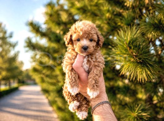 Sevimli Maltipoo Yavrusu  Yeni Yuvasını Arıyor görsel
