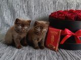 Kuşadası-İzmir Neslinin En Nadir Rengi Chocolat