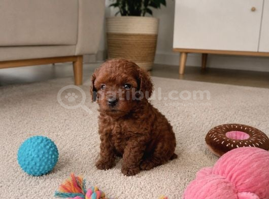 Garantili Orjiinal Teacup Kore Dark Brown Yavrular görsel