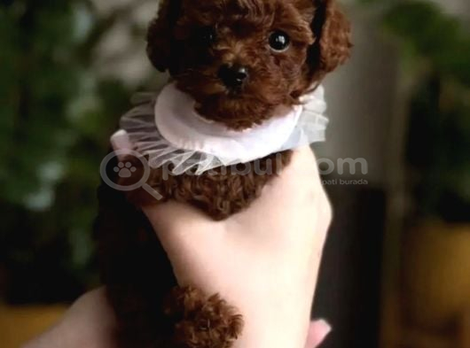 Irkinin En İyi̇si̇ Teacup Kore Bebekleri̇mi̇z görsel
