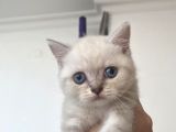 Temas Bağımlısı Minik Yavru İzmir