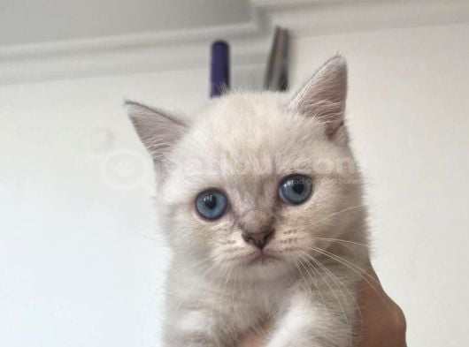 Temas bağımlısı minik yavru İzmir