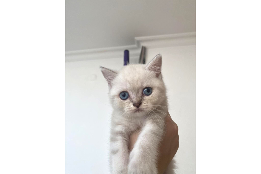 Temas Bağımlısı Minik Yavru İzmir