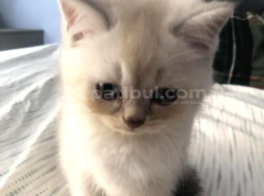 Temas Bağımlısı Minik Yavru İzmir görsel