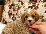Malti̇poo Ci̇nsi̇ Yavrular Ev Üreti̇mi̇