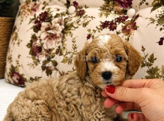 Malti̇poo Ci̇nsi̇ Yavrular Ev Üreti̇mi̇ görsel