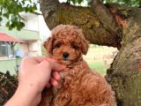 Malti̇poo Ci̇nsi̇ Yavrular Ev Üreti̇mi̇