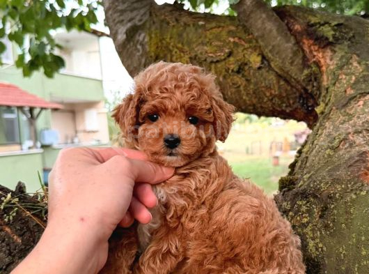 Malti̇poo Ci̇nsi̇ Yavrular Ev Üreti̇mi̇ görsel