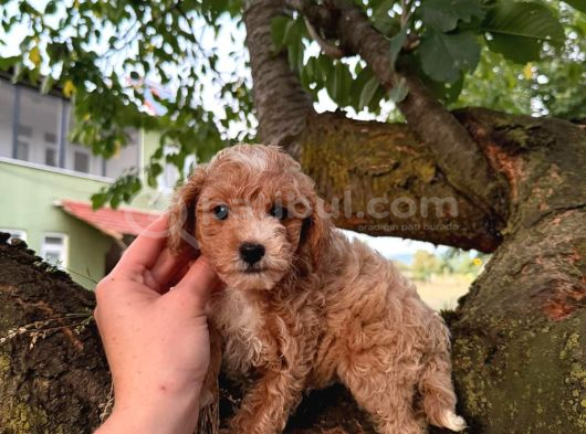 MALTİPOO CİNSİ YAVRULAR EV ÜRETİMİ