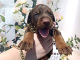 King Doberman bu anne babayı mutlaka Görmelisiniz