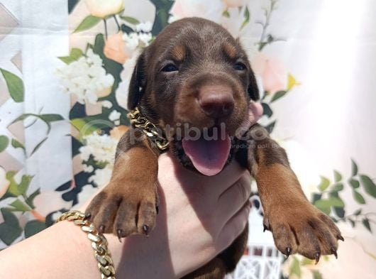 King Doberman bu anne babayı mutlaka Görmelisiniz