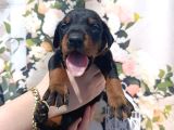 King Doberman Bu Anne Babayı Mutlaka Görmelisiniz