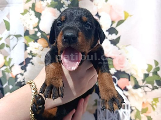 King Doberman Bu Anne Babayı Mutlaka Görmelisiniz görsel