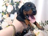 King Doberman Bu Anne Babayı Mutlaka Görmelisiniz