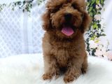 Kore Toy poodle