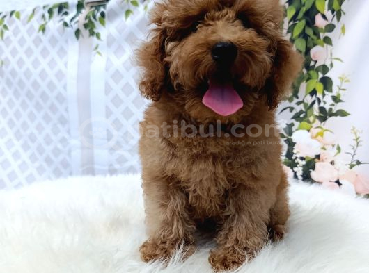 Kore Toy poodle
